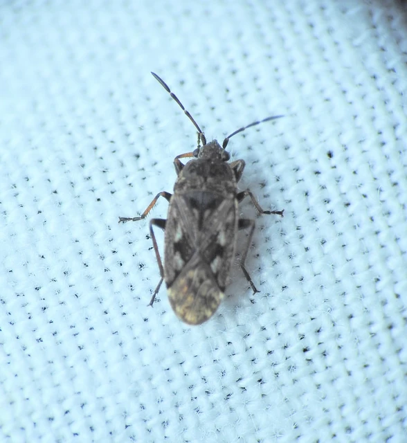 Sphragisticus nebulosus - foltos bodobács