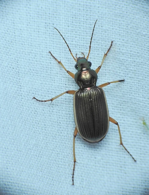 Chlaenius spoliatus - csupasz bűzfutó