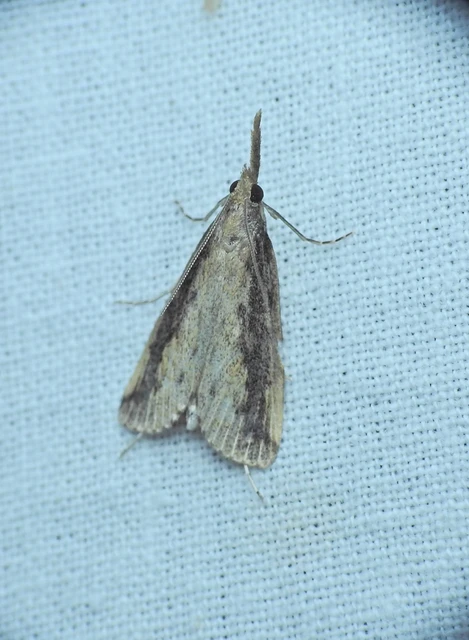 Schoenobiinae