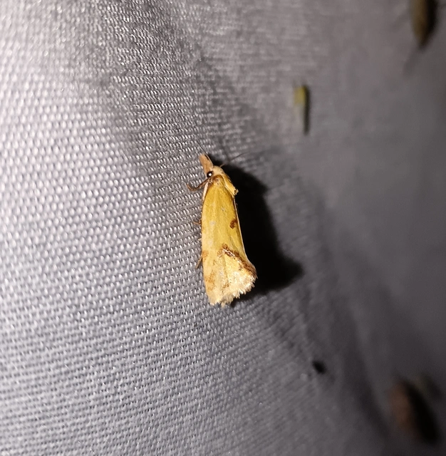 Agapeta hamana - közönséges sárgamoly