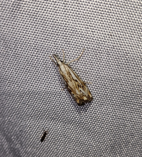 Catoptria falsella - hálós fűgyökérmoly