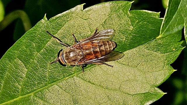 Tabaninae