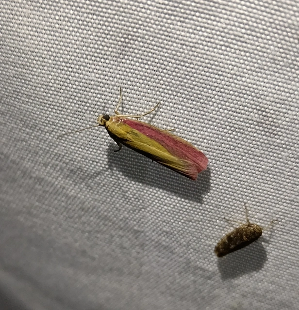 Oncocera semirubella - lucernamoly