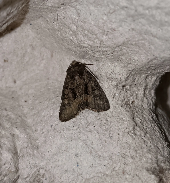 Oligia latruncula - fekete dudvabagoly
