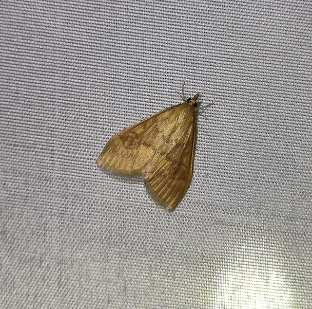 Ostrinia nubilalis - kukoricamoly