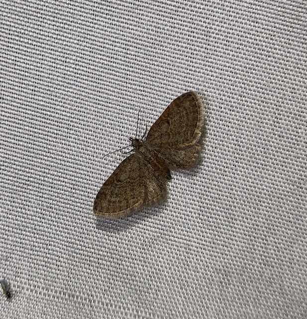 Eupithecia tenuiata - sötétszegélyű törpearaszoló