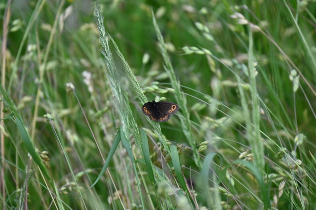 Erebia medusa - tavaszi szerecsenlepke