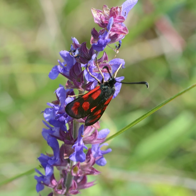 Zygaena loti - közönséges csüngőlepke