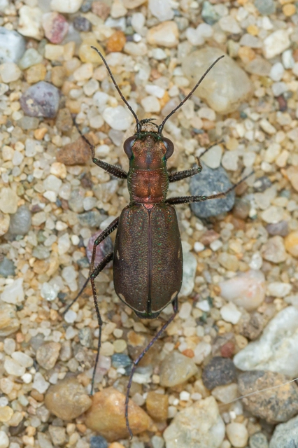 Cylindera germanica - parlagi homokfutrinka