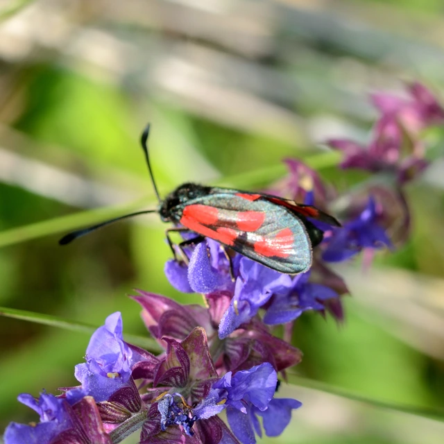 Zygaena loti - közönséges csüngőlepke
