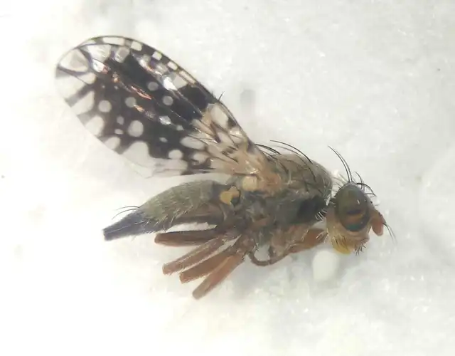 Tephritis pulchra