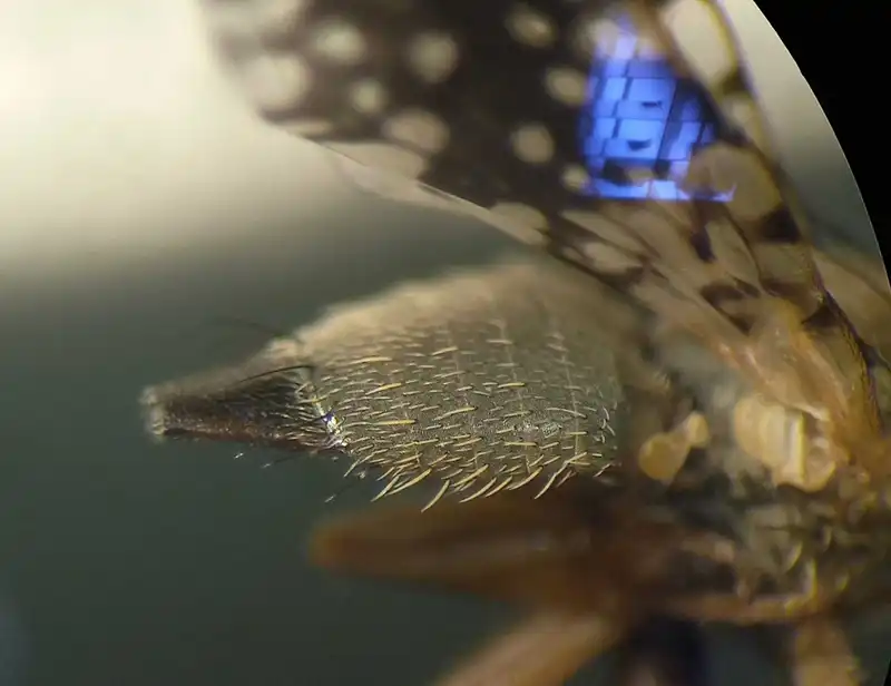 Tephritis pulchra