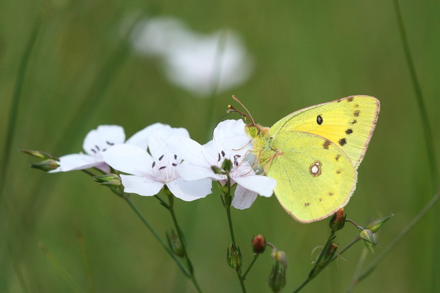 Colias chrysotheme - dolomit-kéneslepke