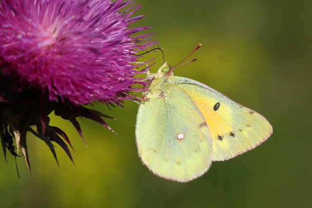 Colias chrysotheme - dolomit-kéneslepke