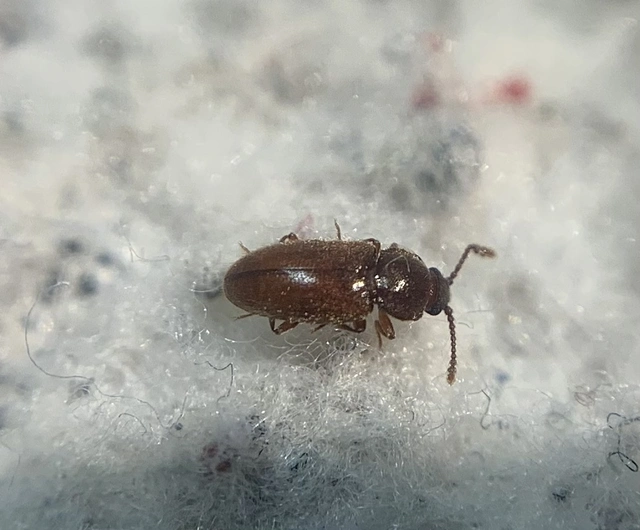 Cryptophagidae - penészbogárfélék
