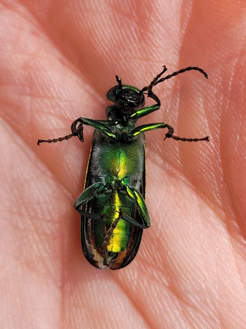 Lytta vesicatoria - kőrisbogár