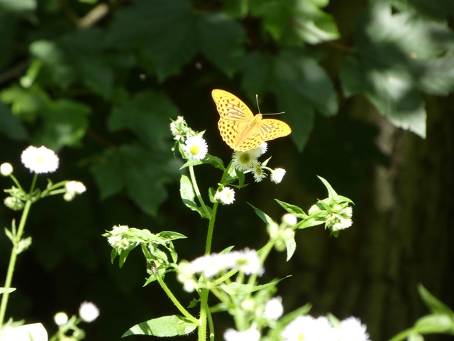 Argynnis paphia - nagy gyöngyházlepke