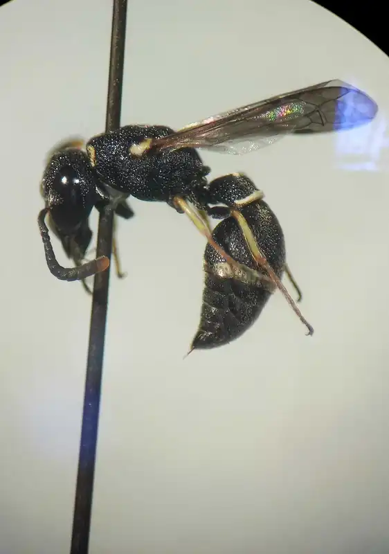 Leptochilus regulus