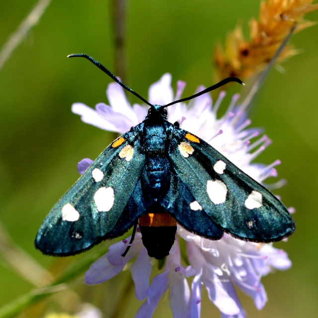 Zygaena ephialtes - változékony csüngőlepke