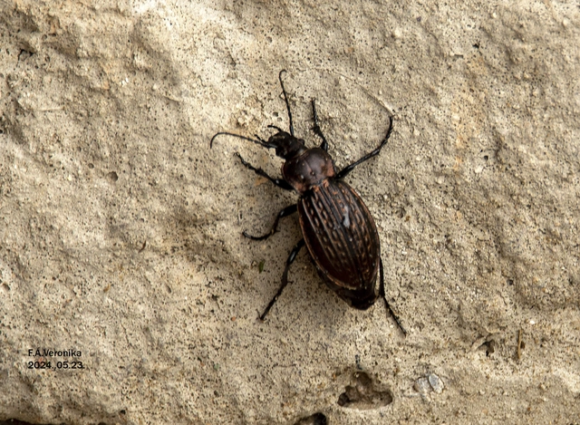 Carabus ulrichii - rezes futrinka Carabus ulrichii - rezes futrinka