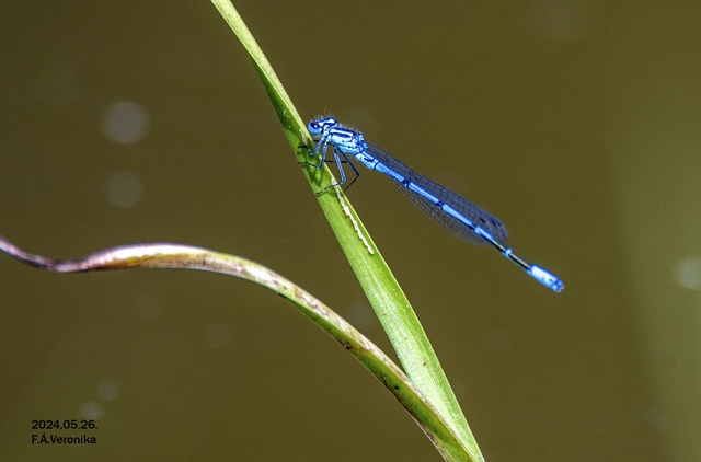 Coenagrion puella - azúrkék légivadász
