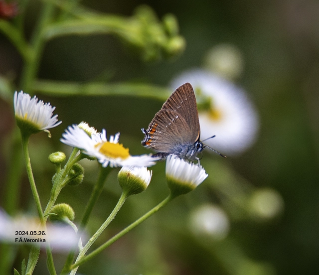 Satyrium acaciae - akác-csücsköslepke