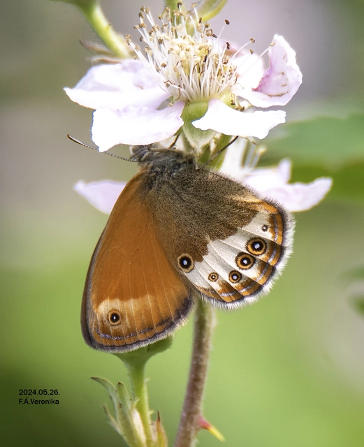 Coenonympha arcania - fehéröves szénalepke