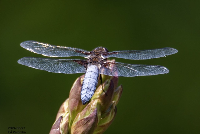 Libellula depressa - széles laposacsa