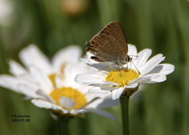 Satyrium acaciae - akác-csücsköslepke