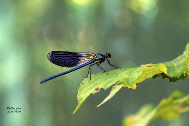 Calopteryx splendens - sávos szitakötő