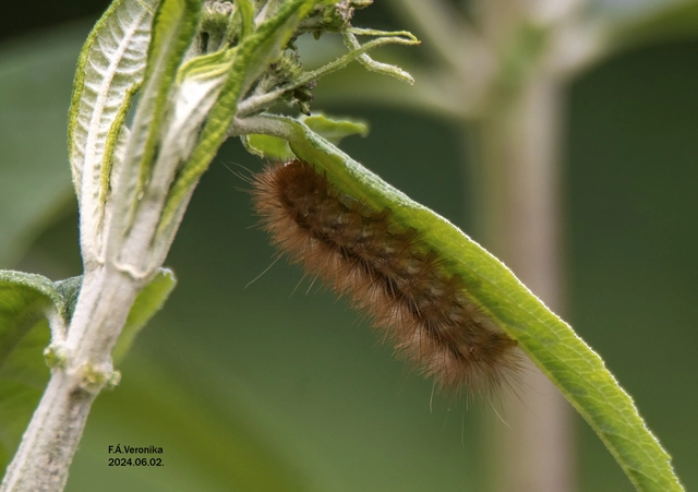 Diaphora mendica - felemás medvelepke