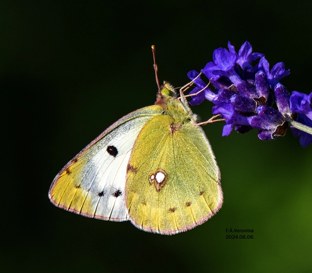 Colias alfacariensis - déli kéneslepke