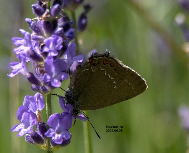 Satyrium ilicis - tölgyfa-csücsköslepke