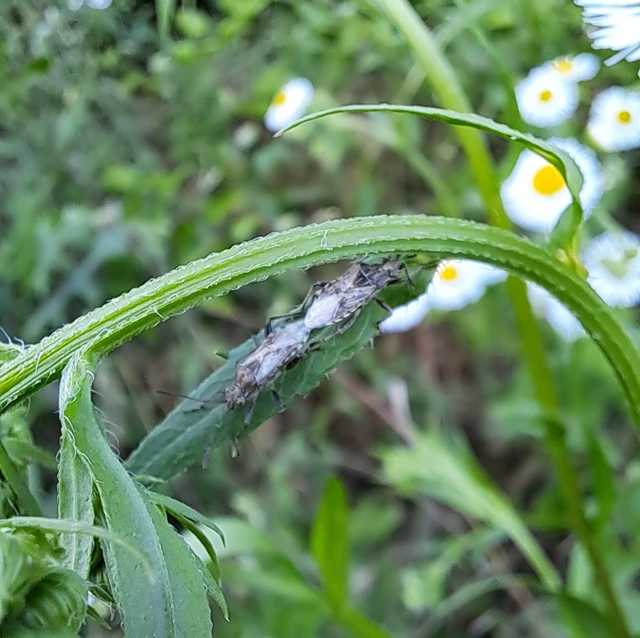 Heteroptera - Poloskák