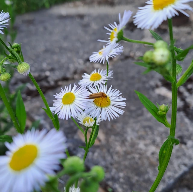 Oedemera podagrariae - székfű-álcincér