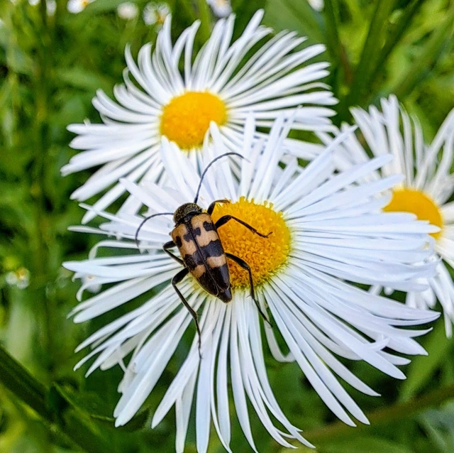 Pachytodes erraticus - rajzos virágcincér