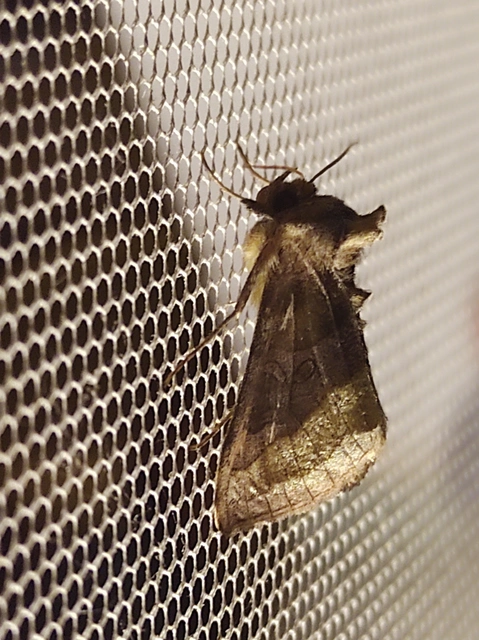 Diachrysia chrysitis - aranybagoly