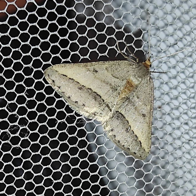 Tephrina arenacearia - lucerna-araszoló