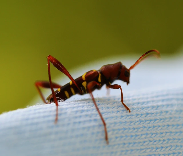 Neoclytus acuminatus - amerikai darázscincér