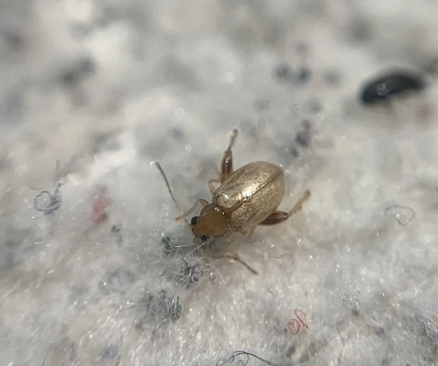 Longitarsus succineus