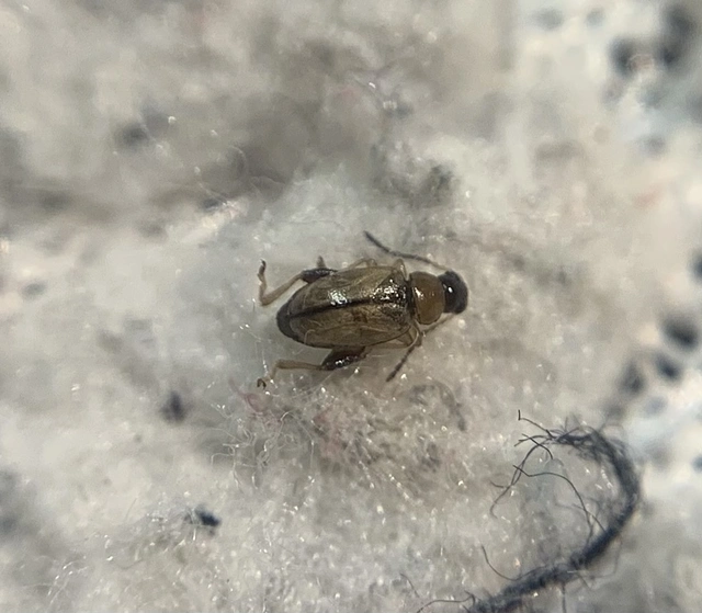 Longitarsus lewisii