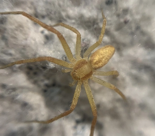 Philodromus