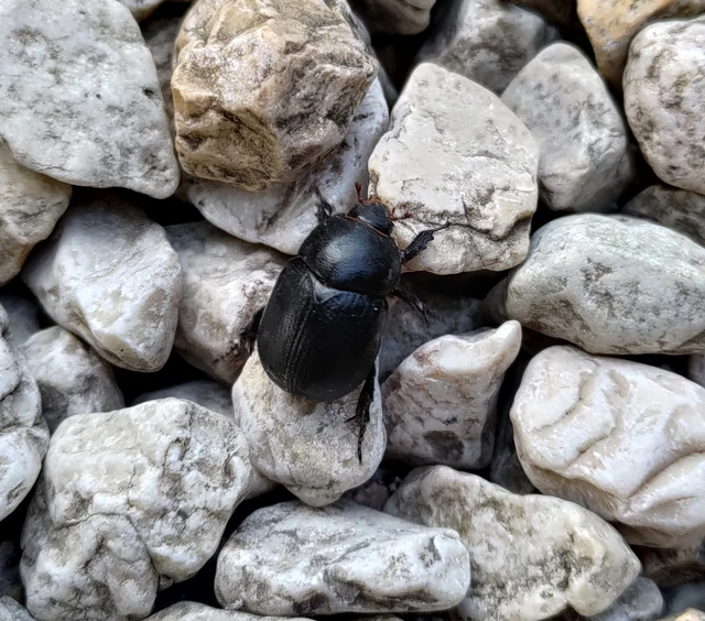 Pentodon idiota - butabogár