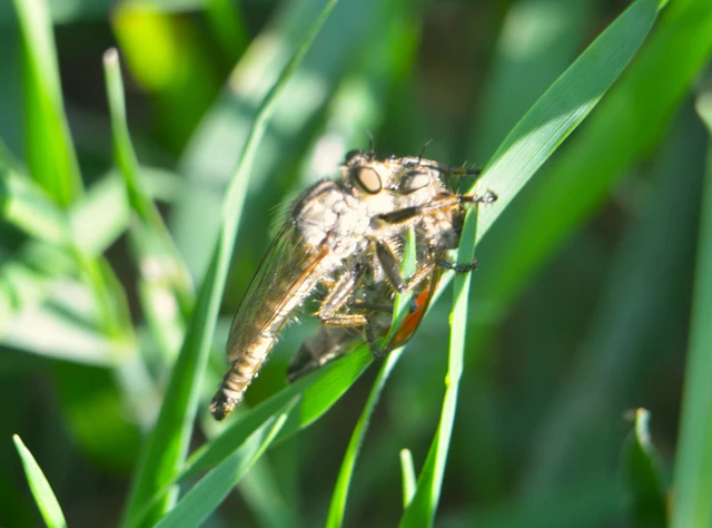 Asilinae