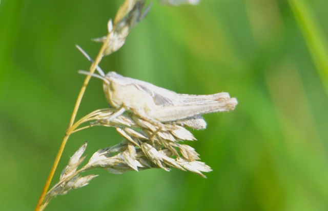 Chorthippus (Glyptobothrus) (subgenus)