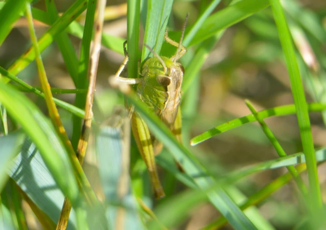 Pseudochorthippus parallelus - közönséges rétisáska