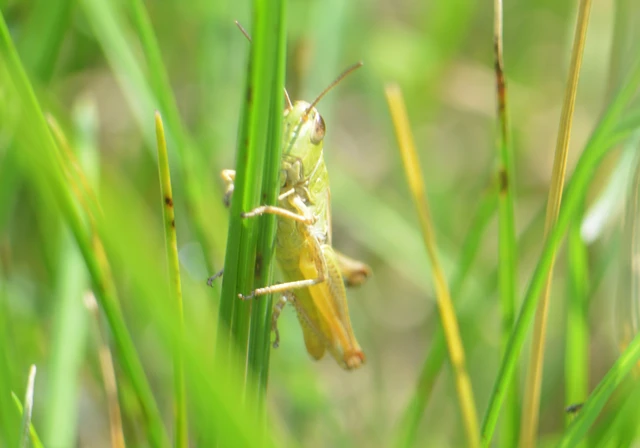 Pseudochorthippus parallelus - közönséges rétisáska