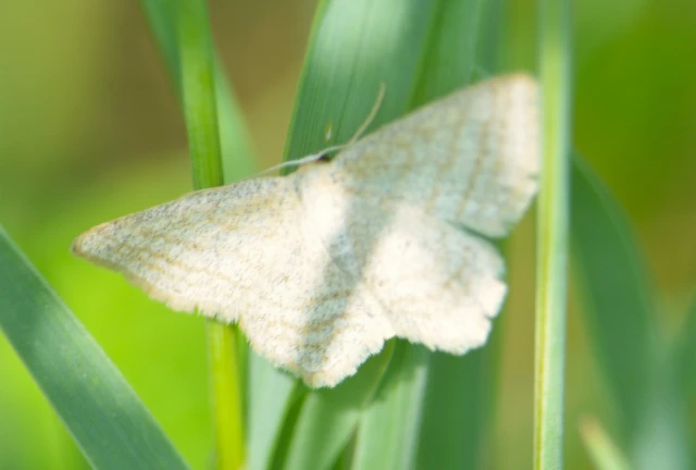 Idaea pallidata - sápadt apróaraszoló