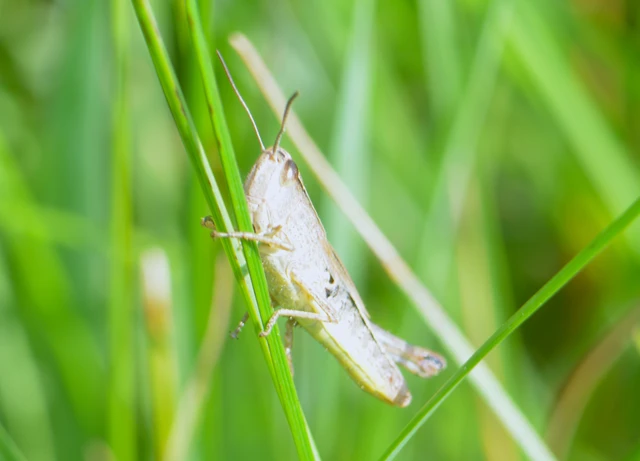 Pseudochorthippus parallelus - közönséges rétisáska