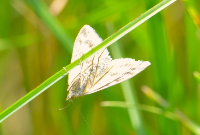Sitochroa verticalis - világossárga dudvamoly